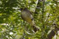 Eastern Phoebe 2013-10-12_1